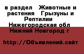  в раздел : Животные и растения » Грызуны и Рептилии . Нижегородская обл.,Нижний Новгород г.